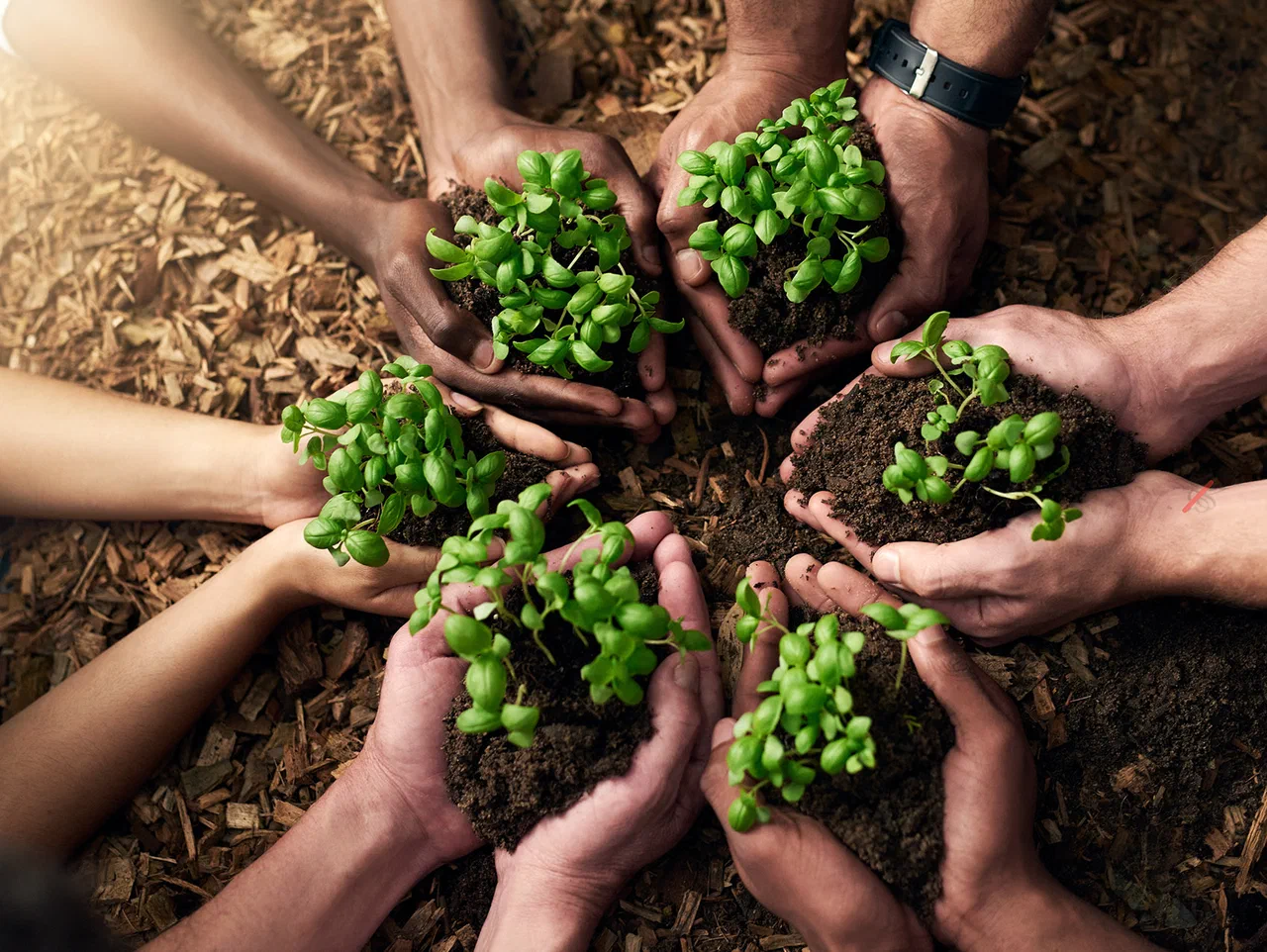 Hands working together to plant young seedlings