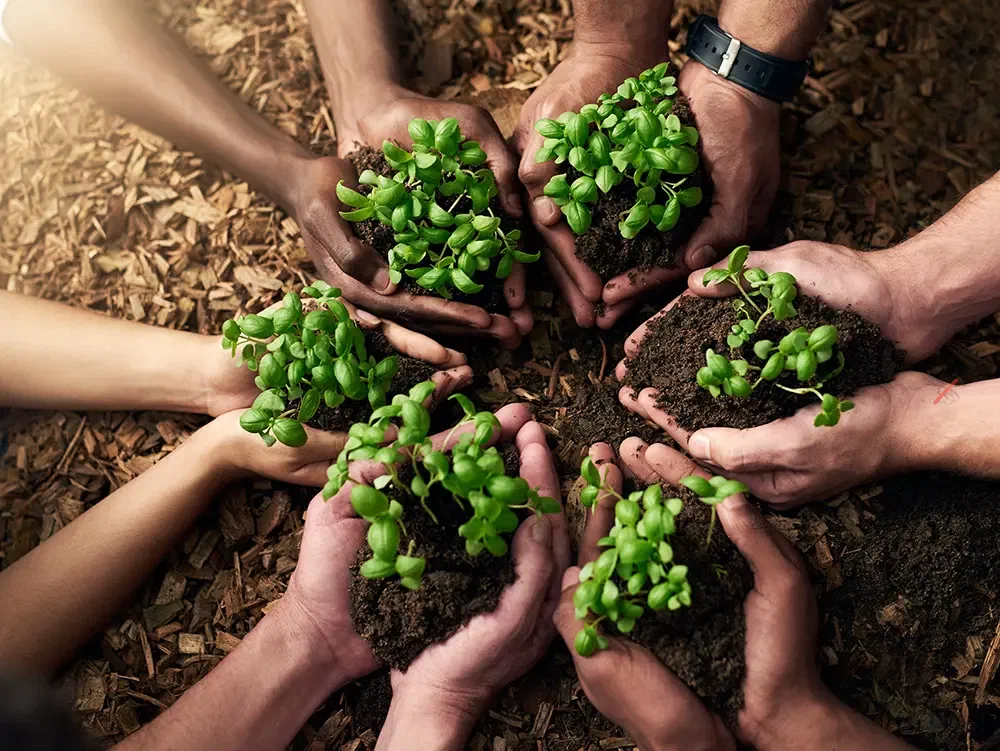 Hands together holding soil with green seedlings